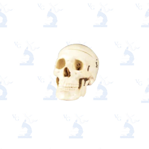 Modelo Cráneo de Adulto Civeq