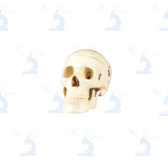 Modelo Cráneo de Adulto Civeq