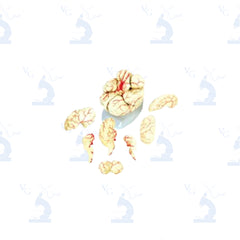 Modelo Cerebro Gigante con Arterias. Modelo CVQ7008 Civeq