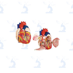 Modelo Corazón Mediano. Modelo CVQ7010 Civeq