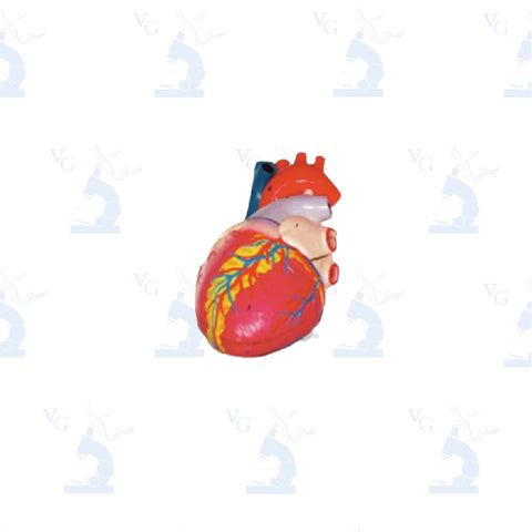 Modelo Corazón Gigante Civeq