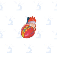 Modelo Corazón Gigante Civeq