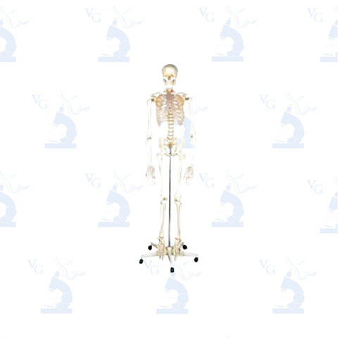 Esqueleto Clásico de Resina Civeq