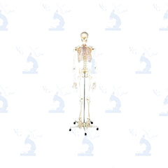 Esqueleto Clásico de Resina Civeq