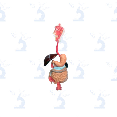 Modelo de Sistema Digestivo. Modelo CVQ7060 Civeq