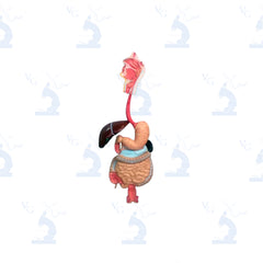 Modelo de Sistema Digestivo. Modelo CVQ7060 Civeq