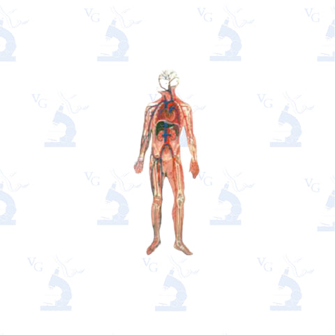 Modelo de Sistema Circulatorio. Modelo CVQ7069 Civeq