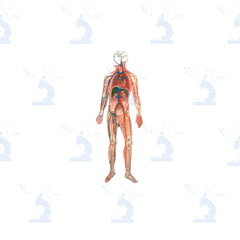 Modelo de Sistema Circulatorio. Modelo CVQ7069 Civeq