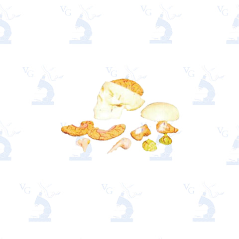 Modelo Cráneo y Cerebro. Modelo CVQ7070 Civeq