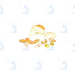 Modelo Cráneo y Cerebro. Modelo CVQ7070 Civeq