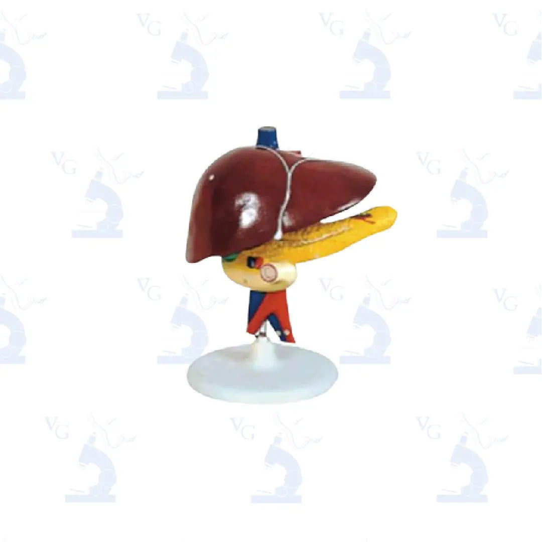 Modelo Hígado con Páncreas Civeq